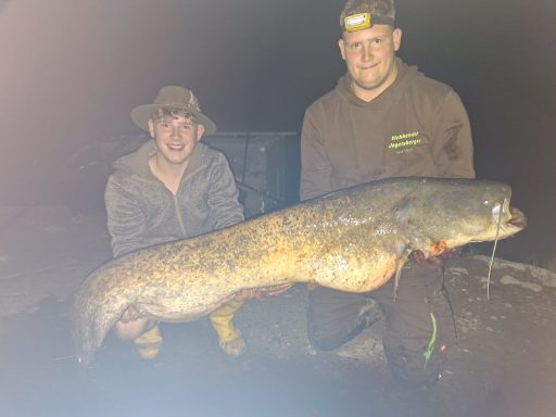 Wels mit 1,84cm länge